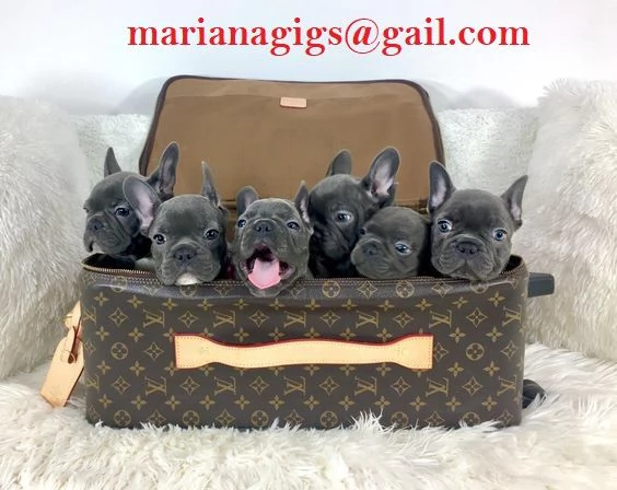 Cuccioli di bulldog francese disponibili per adozione