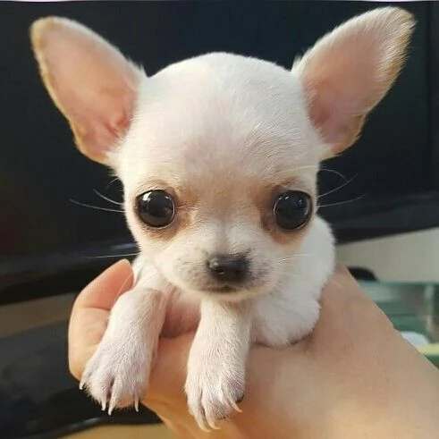 Cuccioli di chihuahua disponibili per adozione.