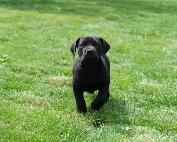 Boerboel (mastino sudafricano) cuccioli | Foto 6