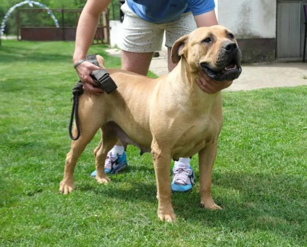 Boerboel (mastino sudafricano) cuccioli | Foto 5