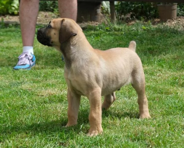 Boerboel (mastino sudafricano) cuccioli