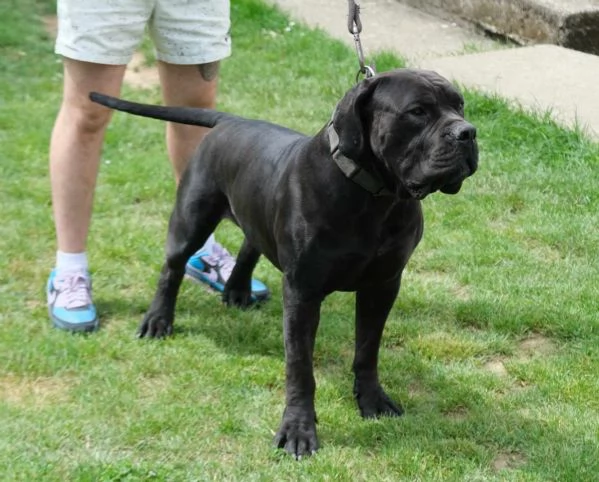 Boerboel (mastino sudafricano) cuccioli | Foto 4