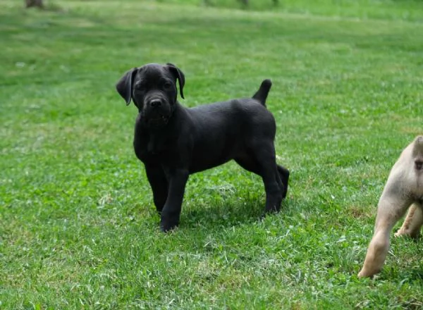 Boerboel (mastino sudafricano) cuccioli | Foto 3