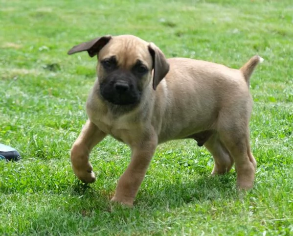 Boerboel (mastino sudafricano) cuccioli | Foto 2