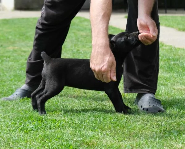 Boerboel (mastino sudafricano) cuccioli | Foto 1