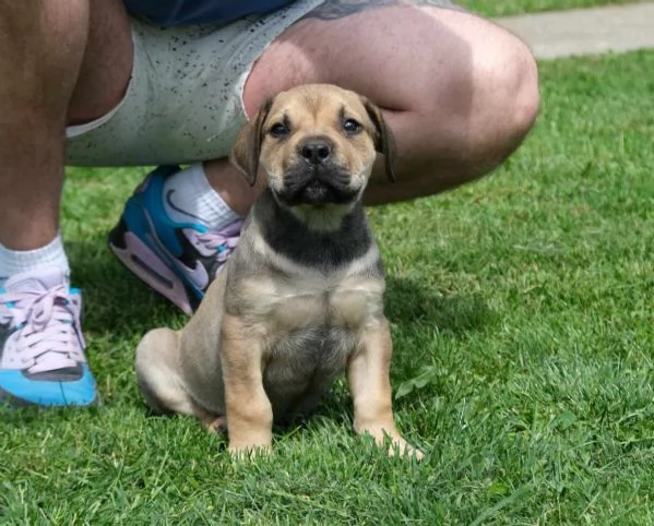 Boerboel (mastino sudafricano) cuccioli | Foto 0