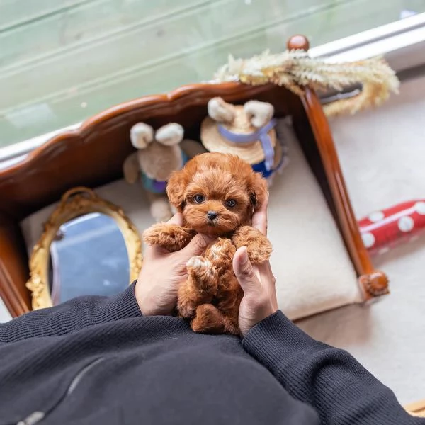 cuccioli barboncino disponibili per adozione, | Foto 0