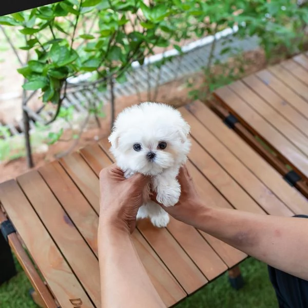 Disponibili 2 cuccioli di maltese per adozione,