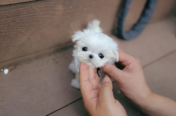 Disponibili 2 cuccioli di maltese per adozione, | Foto 2