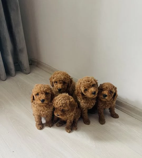 Regala cuccioli di Barboncino | Foto 2