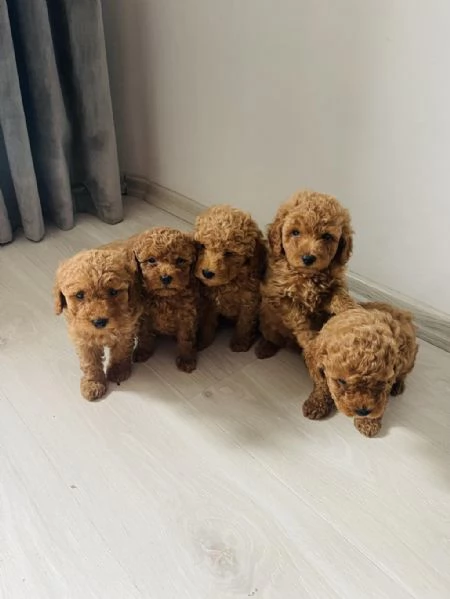 Regala cuccioli di Barboncino | Foto 0