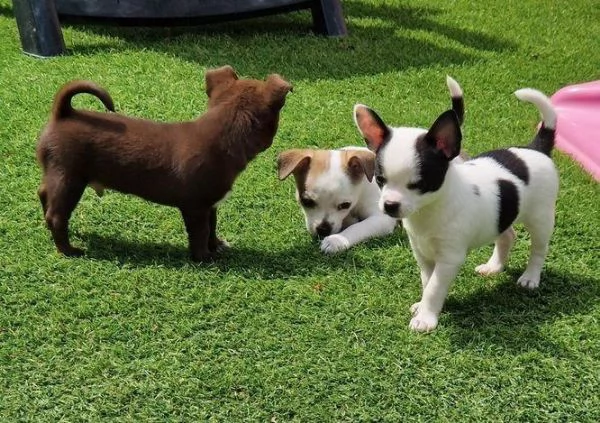 Regala cuccioli di Chihuahua | Foto 2