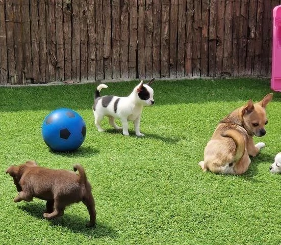 Regala cuccioli di Chihuahua | Foto 0