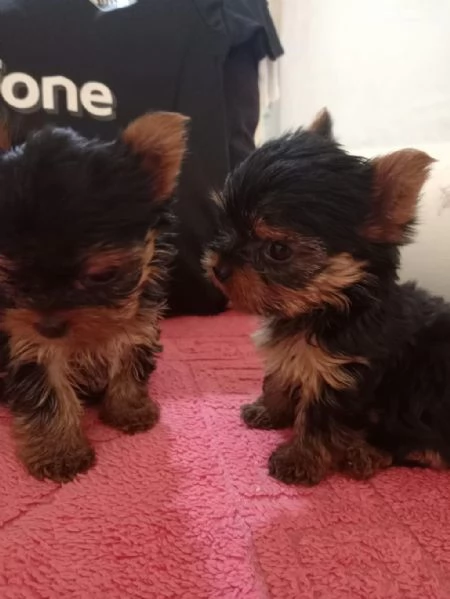 Regala cuccioli di Yorkshire | Foto 1