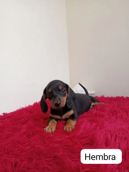 Regala cuccioli di Bassotto | Foto 2