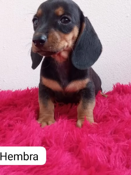 Regala cuccioli di Bassotto | Foto 0