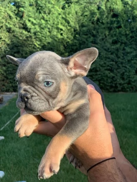 Regala cuccioli di bulldog francese | Foto 2