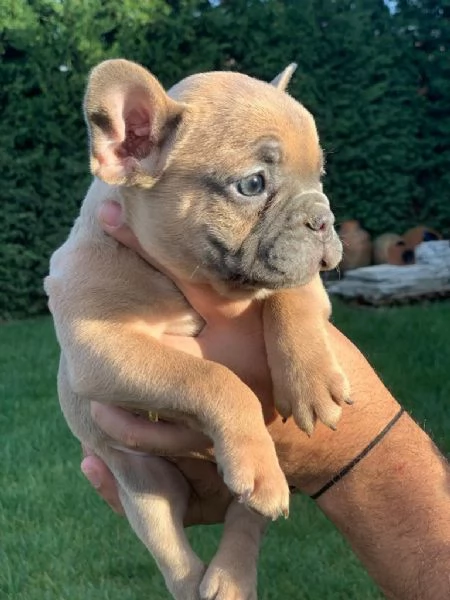 Regala cuccioli di bulldog francese | Foto 1