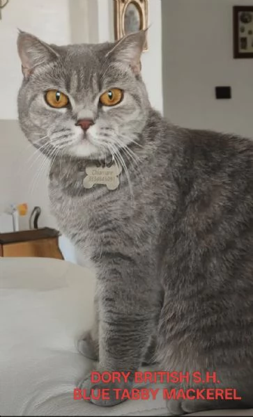 Cucciolo British shorthair maschio BLUE TABBY | Foto 4