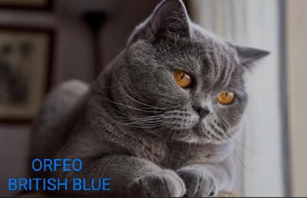 Cucciolo British shorthair maschio BLUE TABBY | Foto 3