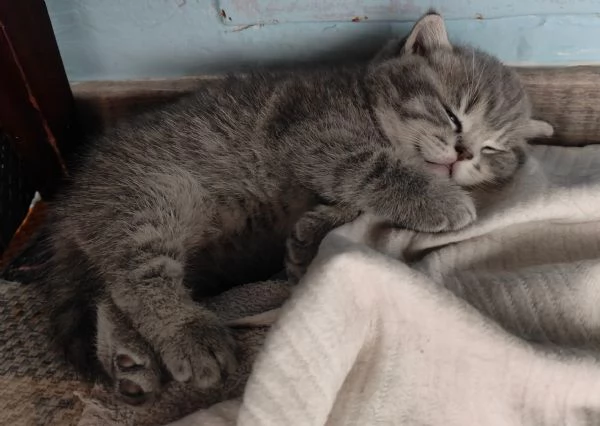 Cucciolo British shorthair maschio BLUE TABBY | Foto 2