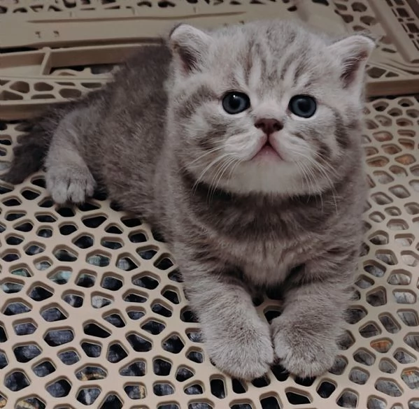 Cucciolo British shorthair maschio BLUE TABBY | Foto 1