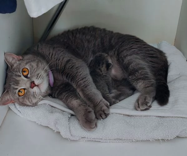 Cucciolo British shorthair maschio BLUE TABBY | Foto 0