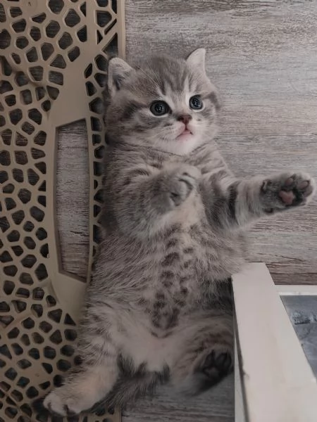 Cucciolo British shorthair maschio BLUE TABBY