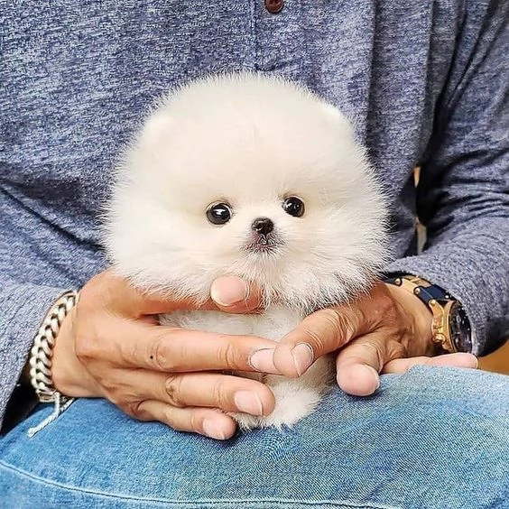 4 cuccioli di pomerania disponibili per adozione. | Foto 1