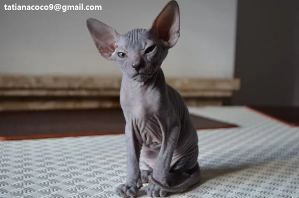 adorabili gattini Sphynx