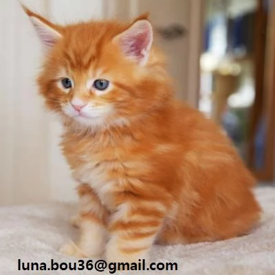Maine coon gattino disponibile