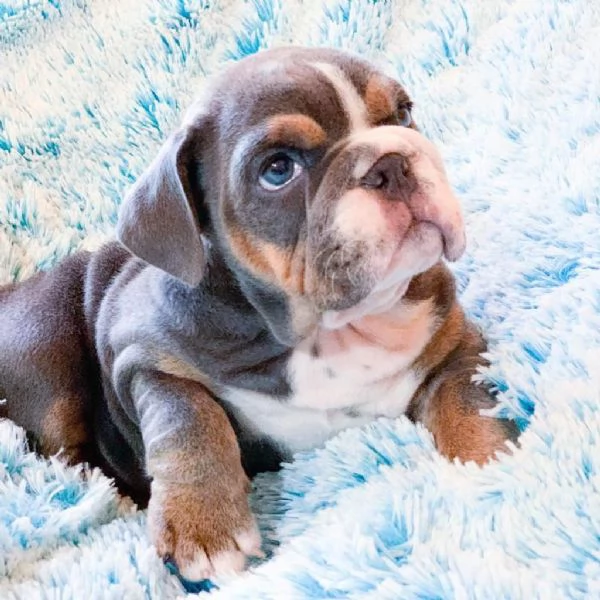 adorabile bulldog inglese maschio e femmina da adottare. | Foto 2