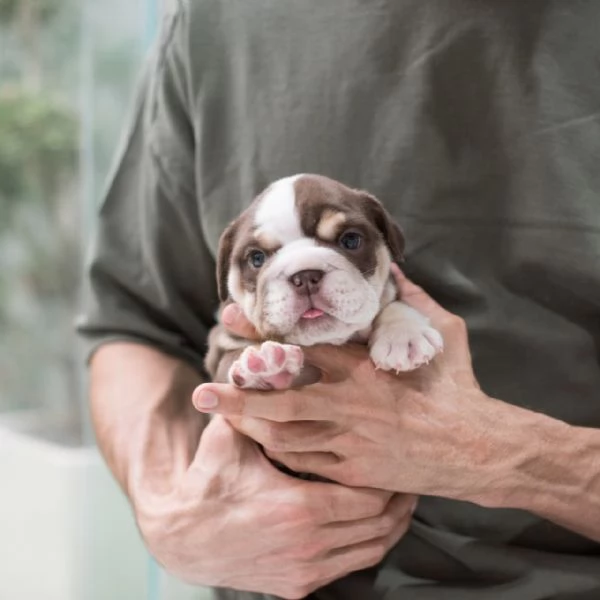 adorabile bulldog inglese maschio e femmina da adottare. | Foto 1