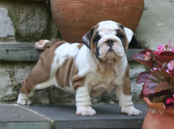 adorabile bulldog inglese maschio e femmina da adottare. | Foto 0