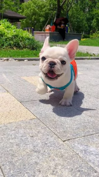 cerco una casa carina e amorevole, cuccioli di bulldog francese | Foto 3