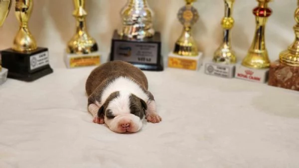 American Staffordshire Terrier cuccioli | Foto 6