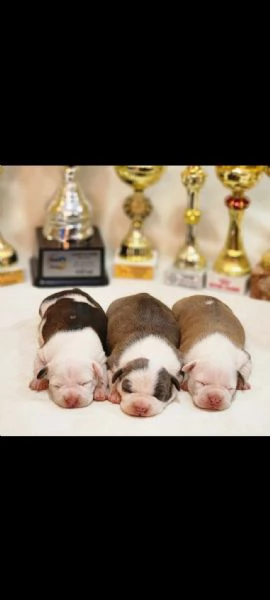 American Staffordshire Terrier cuccioli | Foto 5