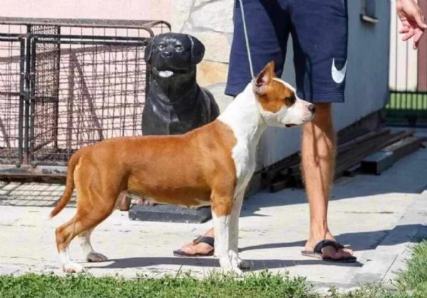 American Staffordshire Terrier cuccioli | Foto 4
