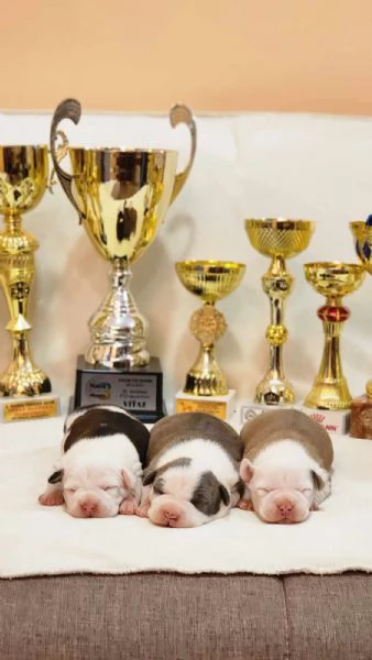 American Staffordshire Terrier cuccioli | Foto 3