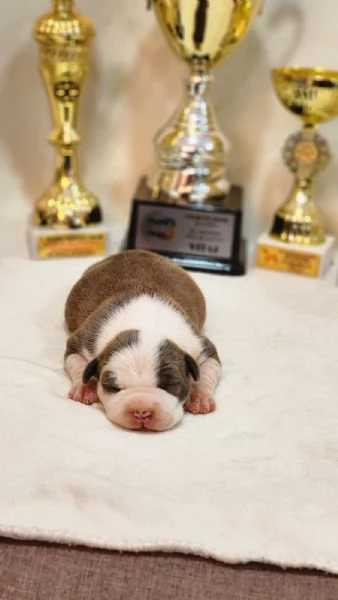American Staffordshire Terrier cuccioli | Foto 2