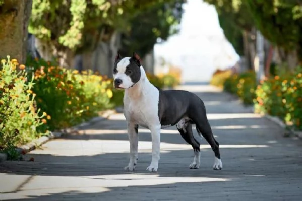 American Staffordshire Terrier cuccioli | Foto 1