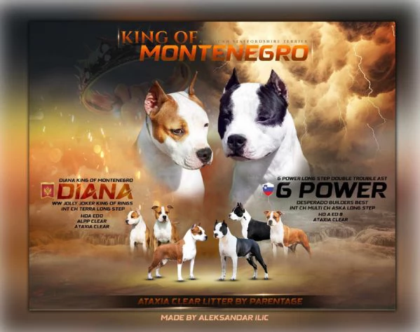 American Staffordshire Terrier cuccioli
