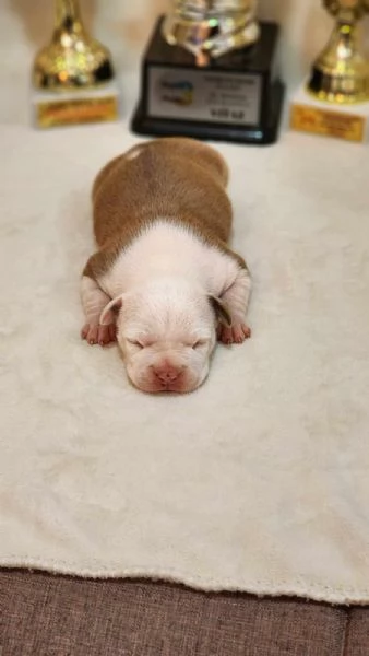 American Staffordshire Terrier cuccioli | Foto 0