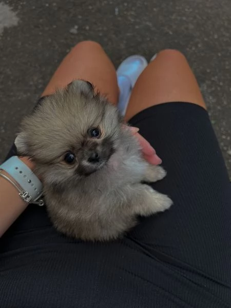 regalo cuccioli di pomerania. | Foto 1