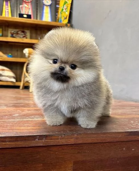 regalo cuccioli di pomerania. | Foto 0