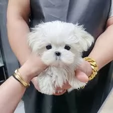 simpaticissimi cuccioli di maltese disponibili per adozione. | Foto 0