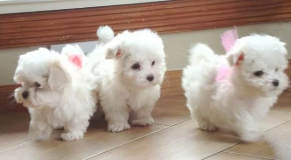 Disponibili 3 cuccioli di maltese maschi e femmine per adozione. | Foto 2