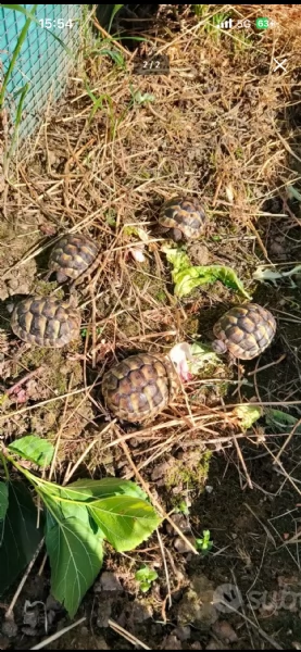 Testudo Hermanni | Foto 0