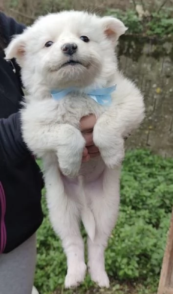 Adozione Orsetto dolcissimo cucciolo bianco 2 mesi taglia media  | Foto 0
