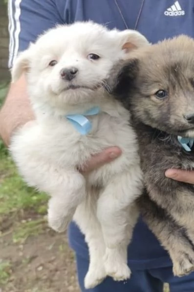 Adozione dolcissimo cucciolo bianco 2 mesi tg media  | Foto 0